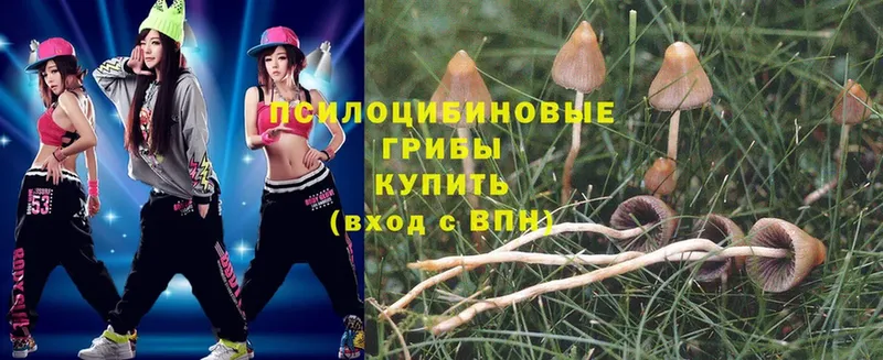 Псилоцибиновые грибы Psilocybe  маркетплейс состав  Игра  наркота 